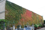 BOSTON IVY SEEDS , Fast Growing Vine/Climber ! - Caribbean garden seed