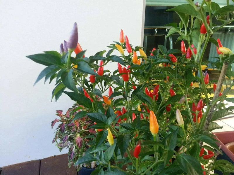 Bolivian Rainbow Chile Pepper Seeds(Capsicum annuum)Edible Ornamental - Caribbean garden seed