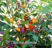 Bolivian Rainbow Chile Pepper Seeds(Capsicum annuum)Edible Ornamental - Caribbean garden seed