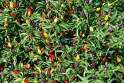 Bolivian Rainbow Chile Pepper Seeds(Capsicum annuum)Edible Ornamental - Caribbean garden seed