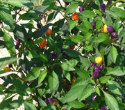 Bolivian Rainbow Chile Pepper Seeds(Capsicum annuum)Edible Ornamental - Caribbean garden seed