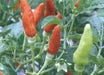 Bradley Bahamian ,Pepper SEEDS,  Capsicum Frutescens - Caribbean garden seed