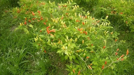 Bradley Bahamian ,Pepper SEEDS,  Capsicum Frutescens - Caribbean garden seed