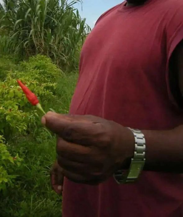 Bradley Bahamian ,Pepper SEEDS,  Capsicum Frutescens - Caribbean garden seed