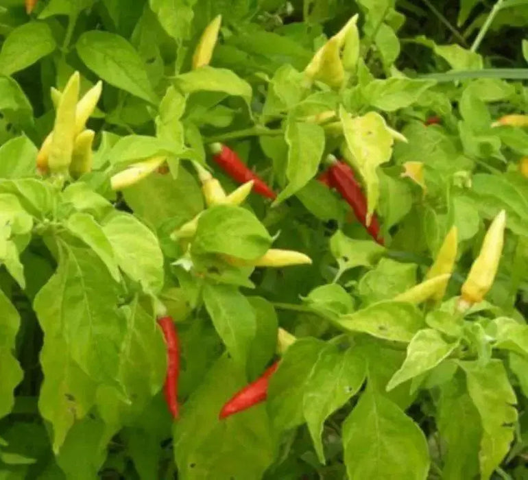 Bradley Bahamian ,Pepper SEEDS,  Capsicum Frutescens - Caribbean garden seed