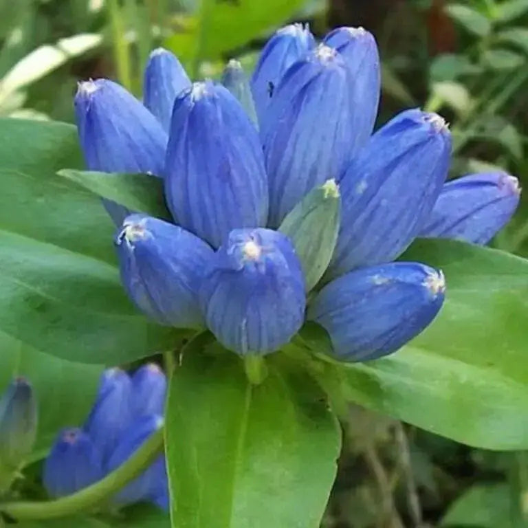 Gentian