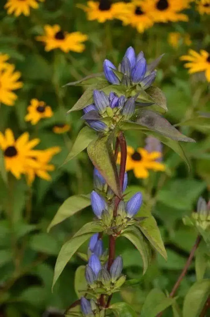 Bottle Gentian (Gentiana andrewsii ) Wildflower Seeds - Caribbean garden seed
