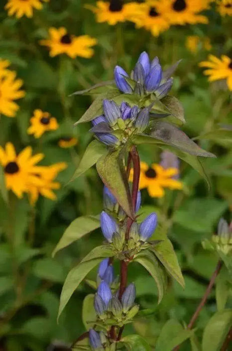 Bottle Gentian (Gentiana andrewsii ) Wildflower Seeds - Caribbean garden seed