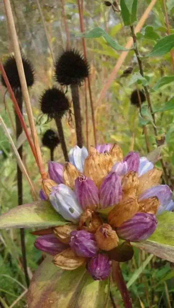 Bottle Gentian (Gentiana andrewsii ) Wildflower Seeds - Caribbean garden seed