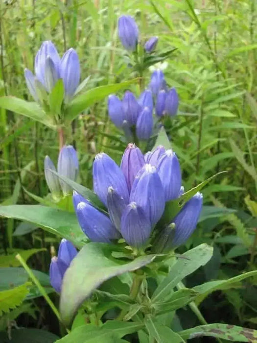 Bottle Gentian (Gentiana andrewsii ) Wildflower Seeds - Caribbean garden seed
