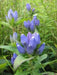 Bottle Gentian (Gentiana andrewsii ) Wildflower Seeds - Caribbean garden seed