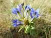 Bottle Gentian (Gentiana andrewsii ) Wildflower Seeds - Caribbean garden seed
