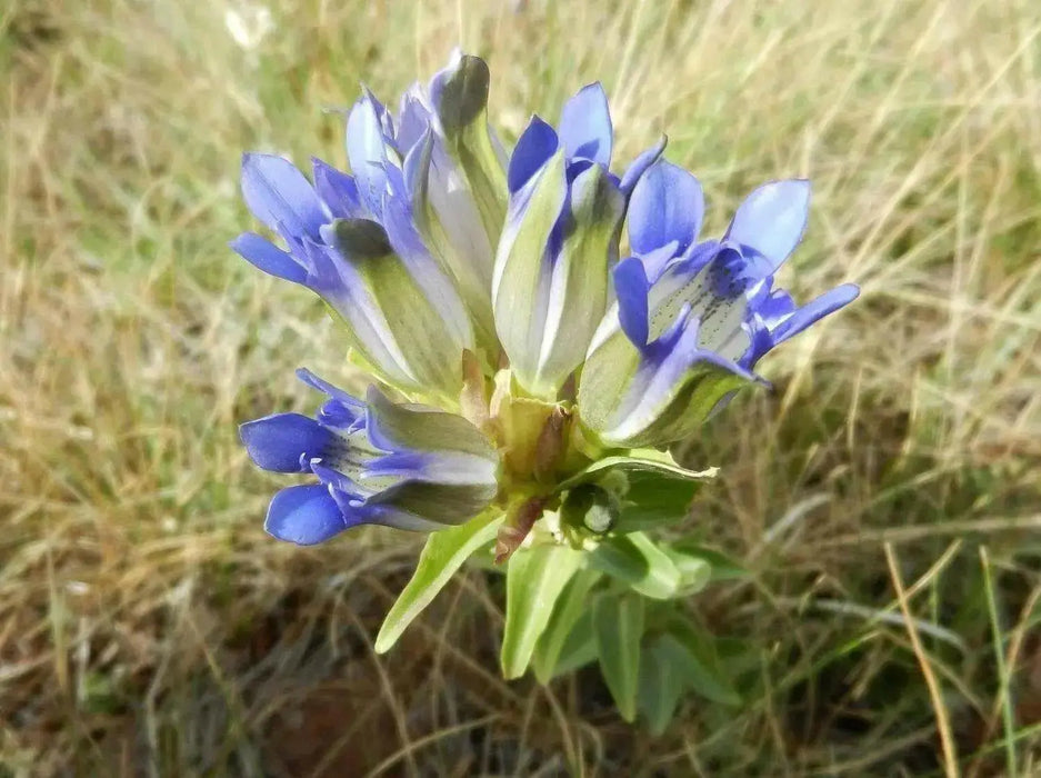 Bottle Gentian (Gentiana andrewsii ) Wildflower Seeds - Caribbean garden seed