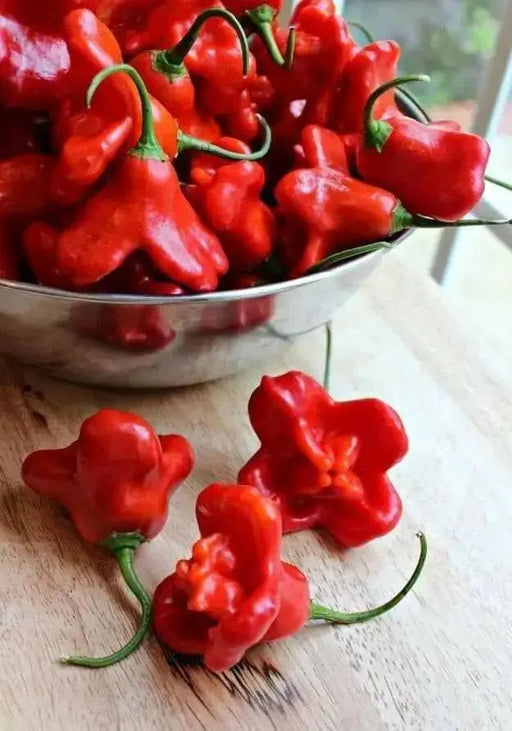 Brazilian Starfish Chilli Pepper - Capsicum Baccatum, Rare ,Exotic ! - Caribbean garden seed