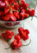 Brazilian Starfish Chilli Pepper - Capsicum Baccatum, Rare ,Exotic ! - Caribbean garden seed