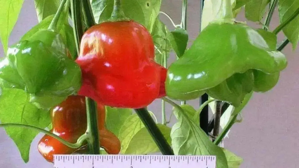 Brazilian Starfish Chilli Pepper - Capsicum Baccatum, Rare ,Exotic ! - Caribbean garden seed