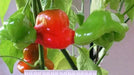 Brazilian Starfish Chilli Pepper - Capsicum Baccatum, Rare ,Exotic ! - Caribbean garden seed