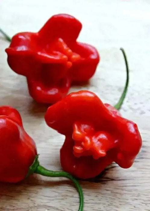 Brazilian Starfish Chilli Pepper - Capsicum Baccatum, Rare ,Exotic ! - Caribbean garden seed