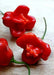 Brazilian Starfish Chilli Pepper - Capsicum Baccatum, Rare ,Exotic ! - Caribbean garden seed
