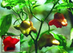 Brazilian Starfish Chilli Pepper - Capsicum Baccatum, Rare ,Exotic ! - Caribbean garden seed