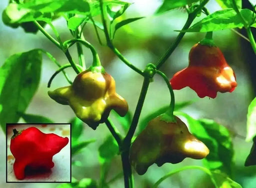 Brazilian Starfish Chilli Pepper - Capsicum Baccatum, Rare ,Exotic ! - Caribbean garden seed