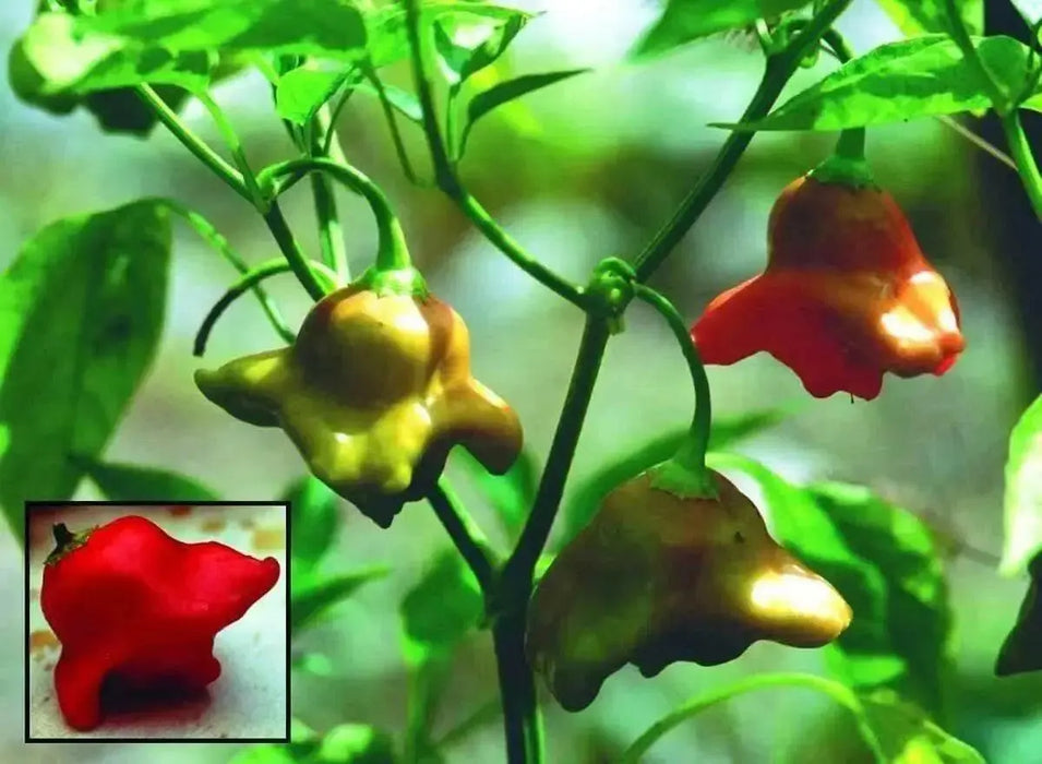 Brazilian Starfish Chilli Pepper - Capsicum Baccatum, Rare ,Exotic ! - Caribbean garden seed