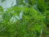 Bouquet Dill ,HERB Seeds - Caribbean garden seed