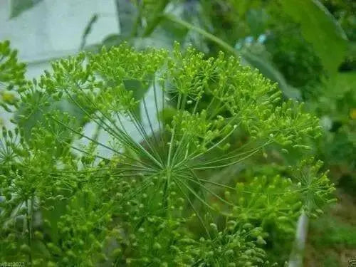 Bouquet Dill ,HERB Seeds - Caribbean garden seed