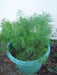 Bouquet Dill ,HERB Seeds - Caribbean garden seed