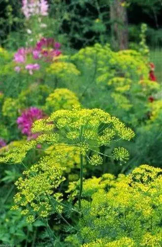 Bouquet Dill ,HERB Seeds - Caribbean garden seed