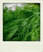 Bouquet Dill ,HERB Seeds - Caribbean garden seed