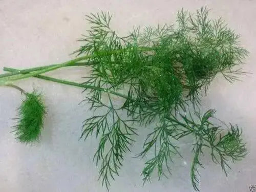 Bouquet Dill ,HERB Seeds - Caribbean garden seed