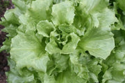 Broadleaf Endive (Escarole) Chicory ,Vegetable Seeds - Caribbean garden seed