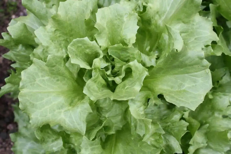 Broadleaf Endive (Escarole) Chicory ,Vegetable Seeds - Caribbean garden seed