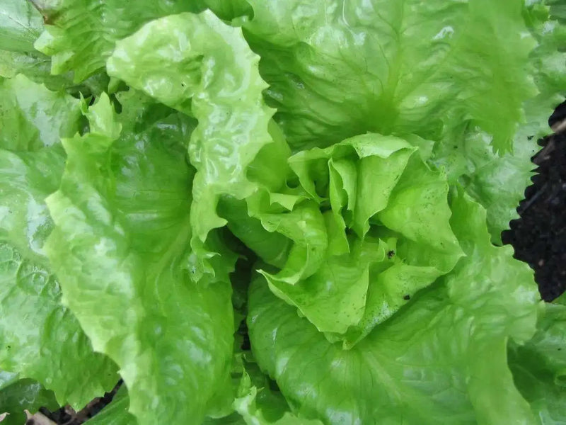Broadleaf Endive (Escarole) Chicory ,Vegetable Seeds - Caribbean garden seed
