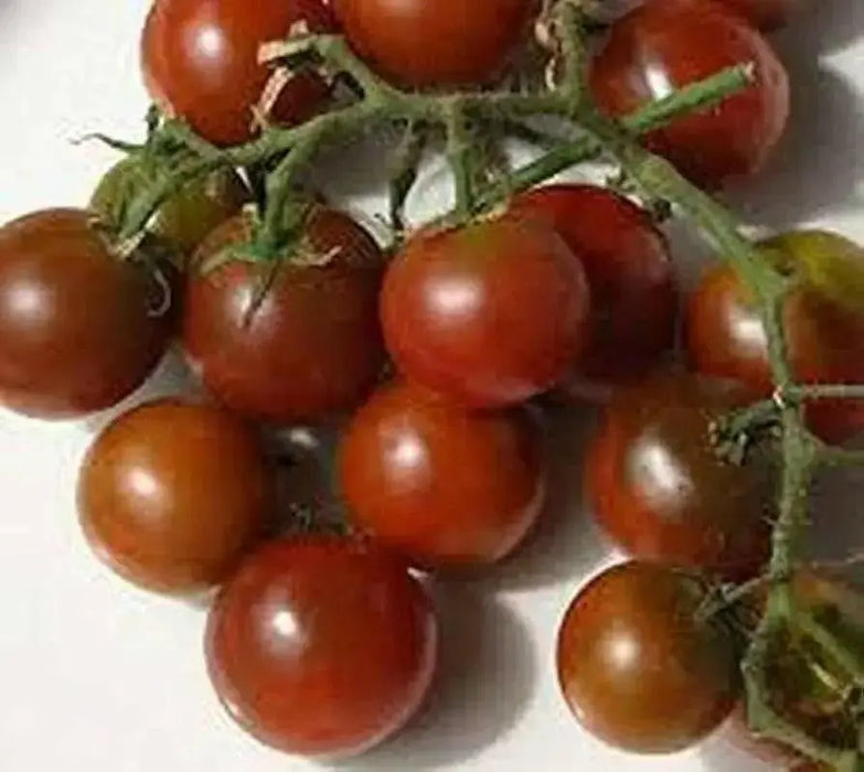 Brown  Cherry Tomato, ANNUAL VEGETABLE - Caribbean garden seed