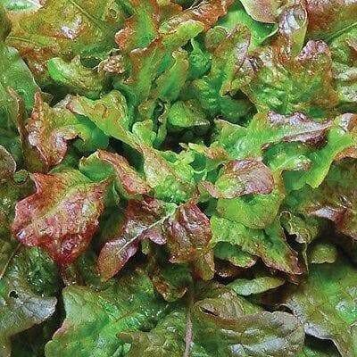 Bronze Beauty Or Bronze Arrowhead Lettuce Seeds,ORGANIC Non GMO-Open-Pollinated.