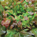Bronze Beauty Or Bronze Arrowhead Lettuce Seeds,ORGANIC Non GMO-Open-Pollinated.