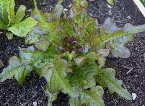 Bronze Beauty Or Bronze Arrowhead Lettuce Seeds,ORGANIC Non GMO-Open-Pollinated.