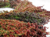 BROOM CORN SEEDS - Sorghum vulgar Mixed ,Cream,Gold,Red, Brown,Burgundy and More - Caribbean garden seed