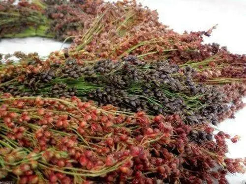 BROOM CORN SEEDS - Sorghum vulgar Mixed ,Cream,Gold,Red, Brown,Burgundy and More - Caribbean garden seed