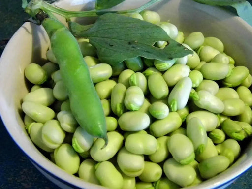 Broad Bean (Vicia faba) small Seed ,Fava beans ! - Caribbean garden seed