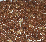 Broad Bean (Vicia faba) small Seed ,Fava beans ! - Caribbean garden seed