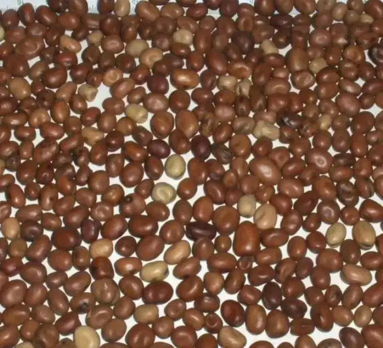 Broad Bean (Vicia faba) small Seed ,Fava beans ! - Caribbean garden seed