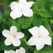 Browallia Flowers Seeds (Silver Bell)  Great for shade - Caribbean garden seed