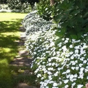 Browallia Flowers Seeds (Silver Bell)  Great for shade - Caribbean garden seed