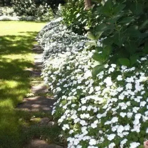 Browallia Flowers Seeds (Silver Bell)  Great for shade - Caribbean garden seed
