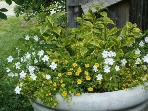 Browallia Flowers Seeds (Silver Bell)  Great for shade - Caribbean garden seed