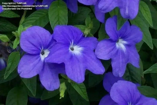 Browallia Flowers Seeds (Browallia Americana) Sky blue - Caribbean garden seed