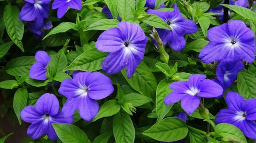 Browallia Flowers Seeds (Browallia Americana) Sky blue - Caribbean garden seed